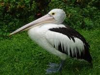 Burung Pelikan